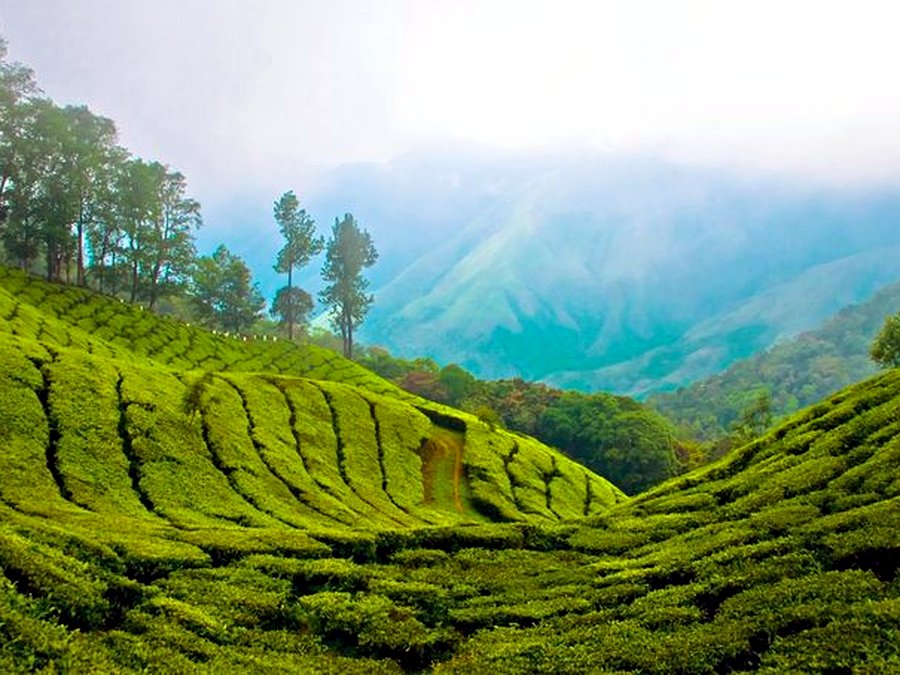 Rolling green tea plantations in the misty hills of Vagamon